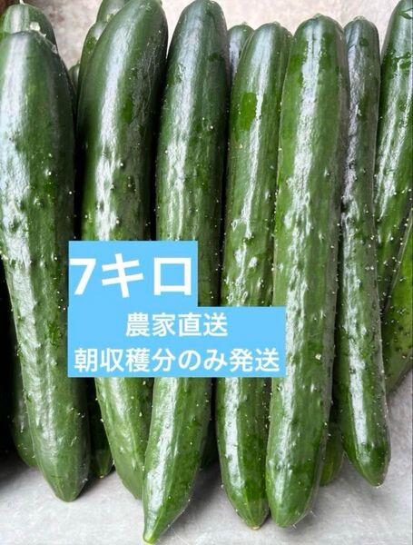 きゅうり 7キロ 農家直送 新鮮野菜 キュウリ 胡瓜 宮崎県産