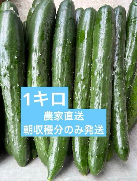 きゅうり 1kg 1キロ 農家直送 新鮮野菜 キュウリ 胡瓜 宮崎県産 サプリ