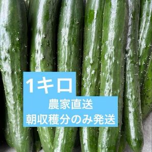 きゅうり 1キロ 1kg 胡瓜 キュウリ 宮崎県産 新鮮野菜 サプリ ダイエット