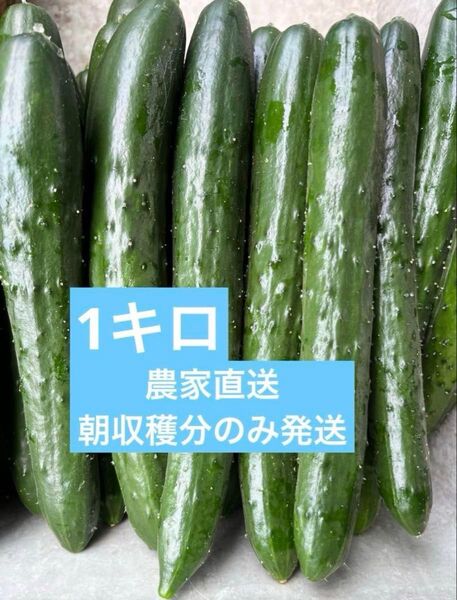 きゅうり 1キロ 1kg 胡瓜 キュウリ 宮崎県産 新鮮野菜 サプリ ダイエット