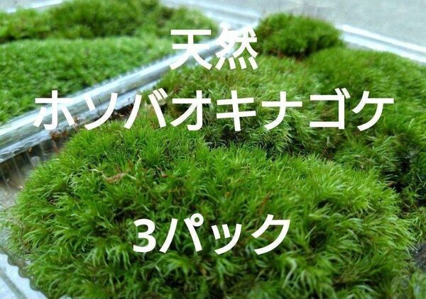 ☆天然 山苔 ☆ 3パック ホソバオキナゴケ 盆栽 苔玉 アクアリウム 植木周り