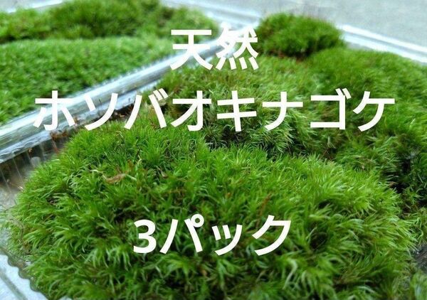 ☆天然 山苔 ☆ 3パック ホソバオキナゴケ 盆栽 苔玉 アクアリウム 苔