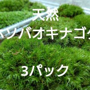 ☆天然 山苔 ☆ 3パック ホソバオキナゴケ 盆栽 苔玉 アクアリウム 苔 盆栽