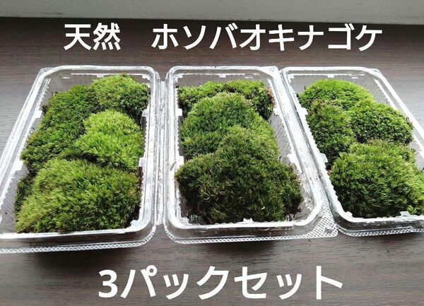 天然 山苔 ☆ 3パック ホソバオキナゴケ 盆栽 苔玉 アクアリウム 苔