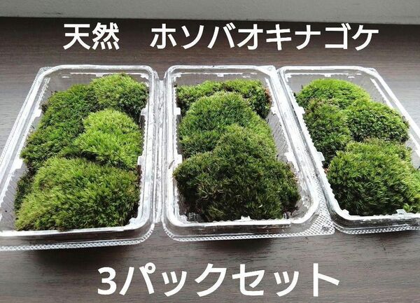 ☆天然 山苔 ☆ 3パック ホソバオキナゴケ 盆栽 苔玉