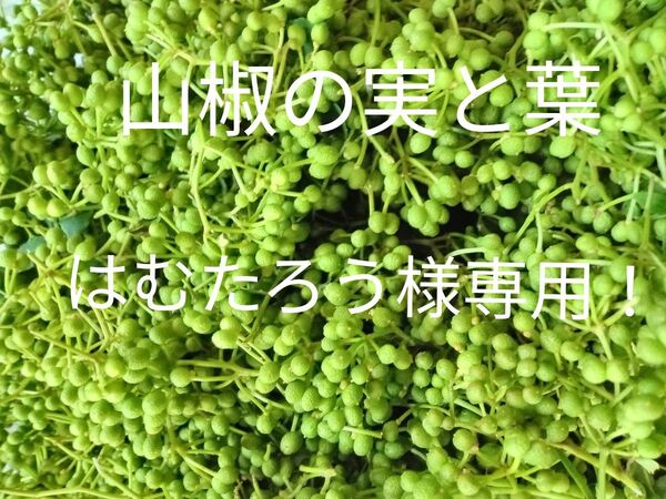 青森県産天然山椒の実300gと葉100g!