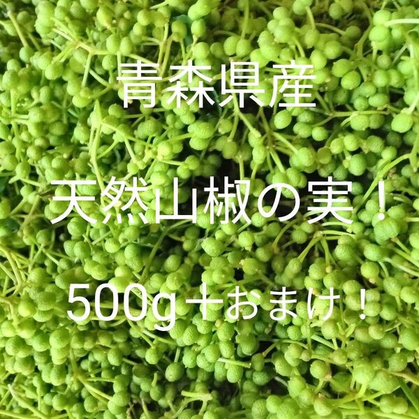 青森県産天然山椒の実粒山椒500g+50g!