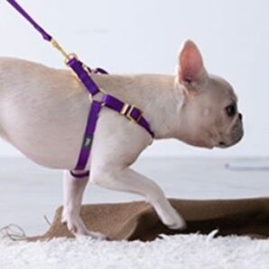 犬用ハーネス パープル