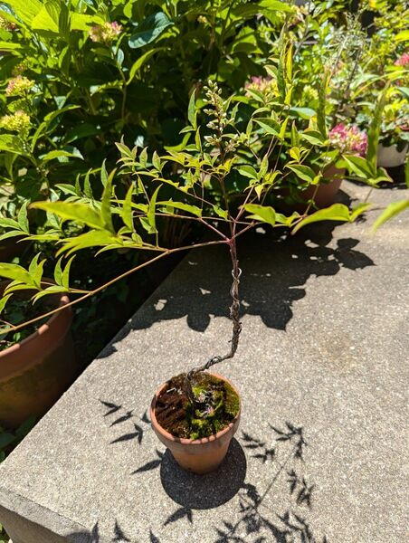 ナンテン 盆栽 つぼみ付(冬には赤い実がたくさん付きます)
