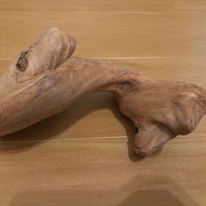 流木 インテリア アクアリウム 爬虫類 エアプランツ