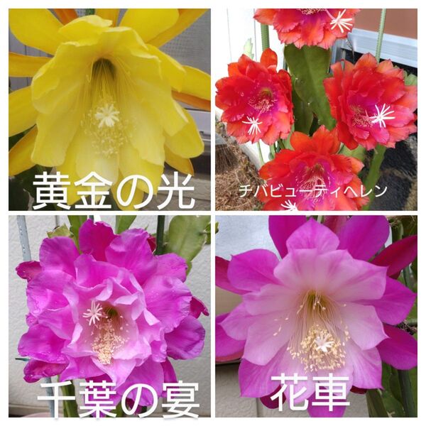 クジャクサボテン挿し木用枝 4種各1本合計4本