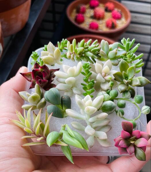 多肉植物 まとめてお買い得 2セット カット苗/抜き苗 姫秀麗錦 桜吹雪 ロメオ グリーンネックレス錦 セダム
