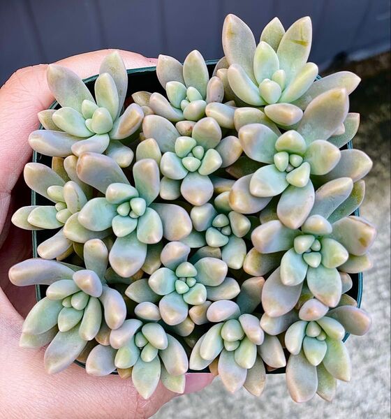 多肉植物 秀麗 抜き苗/カット苗 初心者おすすめ