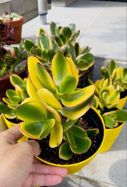 訳ありセール金のなる木 黄金花月錦 ピンク斑入り 多肉植物 金運 縁起の良い植物 1抜き苗 美苗