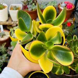多肉植物 金のなる木 黄金花月錦 金運 縁起の良い植物 1抜き苗