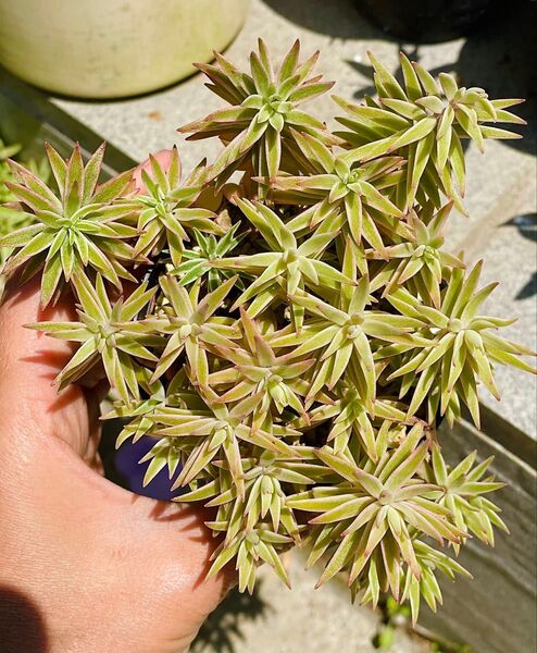 多肉植物 覆輪万年草 笹姫 セダム 斑入り 抜き苗