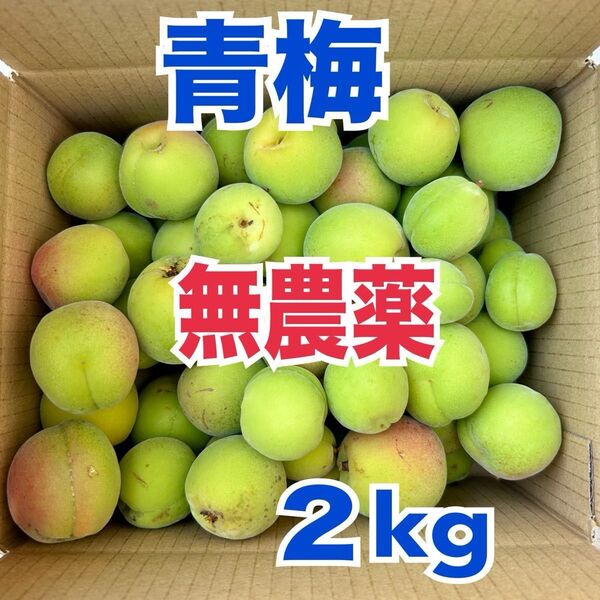 無農薬 青梅 梅 うめ ウメ 箱込み 約2kg