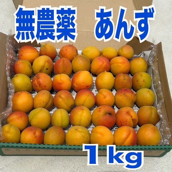 杏 あんず 無農薬 箱込み 約1kg