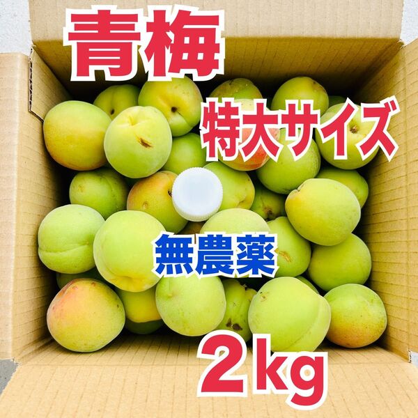 【特大サイズ】無農薬 青梅 梅 うめ ウメ 箱込み 約2kg