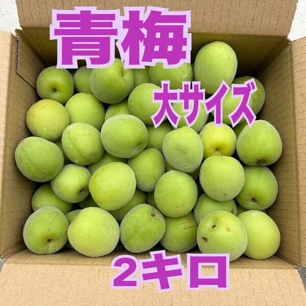 【大サイズ】無農薬 青梅 うめ ウメ 箱込み 約2kg