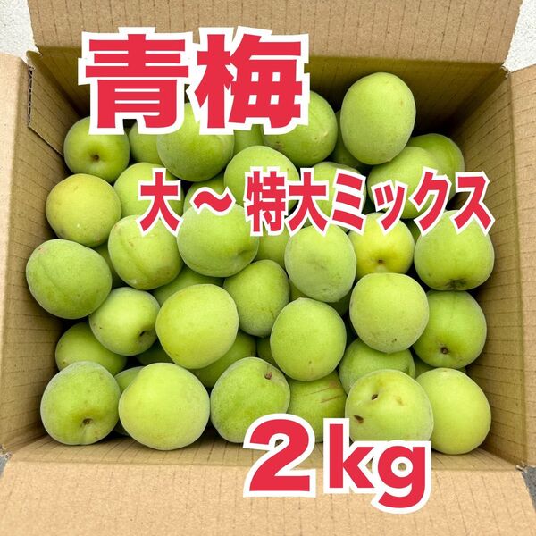 【大~特大サイズ】無農薬 青梅 うめ ウメ 箱込み 約2kg ★限定1箱★
