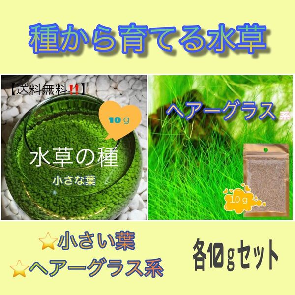 種から育てる水草【小さい葉とヘアーグラス系】各10gセット