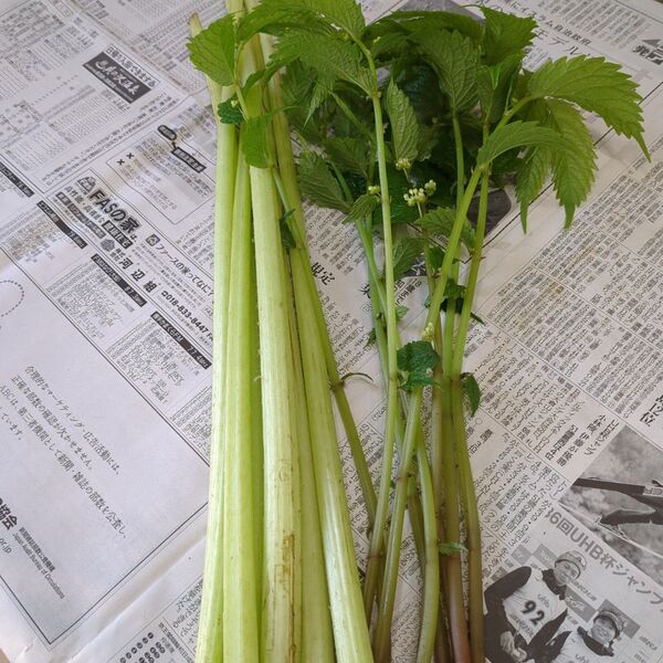 京ふき300g みず200g 山菜