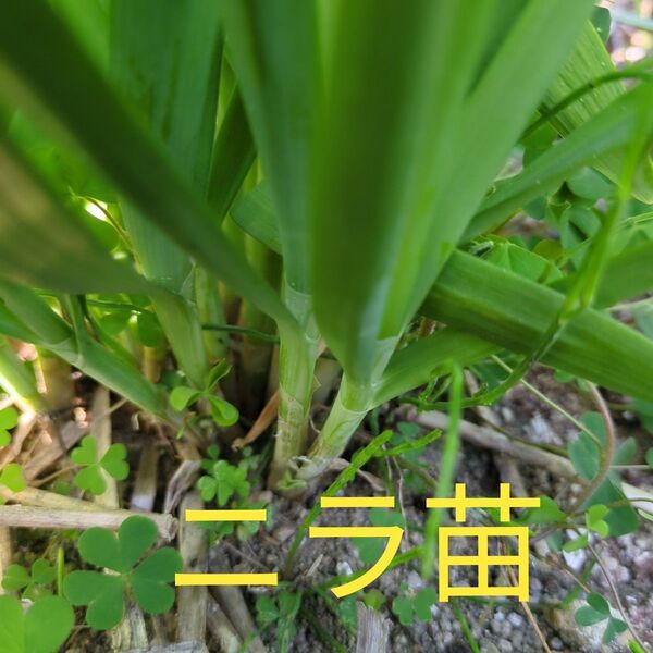 大葉にら ニラ苗 50本