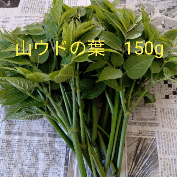 山ウドの葉 150g