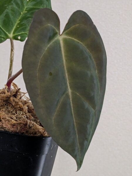 アンスリウム 交配種 Anthurium dressleri × papillilaminum ドレスレリ パピリラミナム