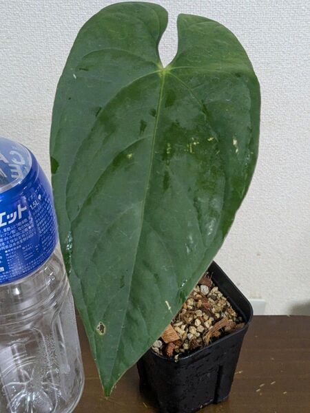アンスリウム パピリラミナム 交配種 Anthurium