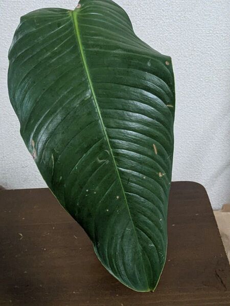 Philodendron scherberichii フィロデンドロン シェルベリチー