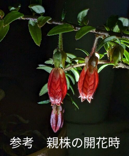 アガペテス セルペンス Agapetes serpens 着生ツツジ Ericaceae