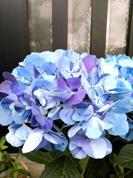 紫陽花 アジサイ 挿し穂 2本