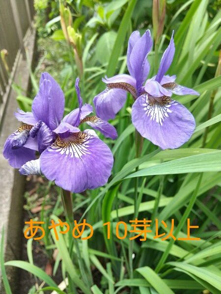 あやめ アヤメ 菖蒲 抜き苗 10芽以上