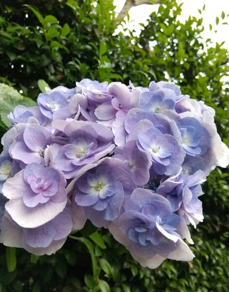 紫陽花 十二単 じゅうにひとえ 挿し穂 2本
