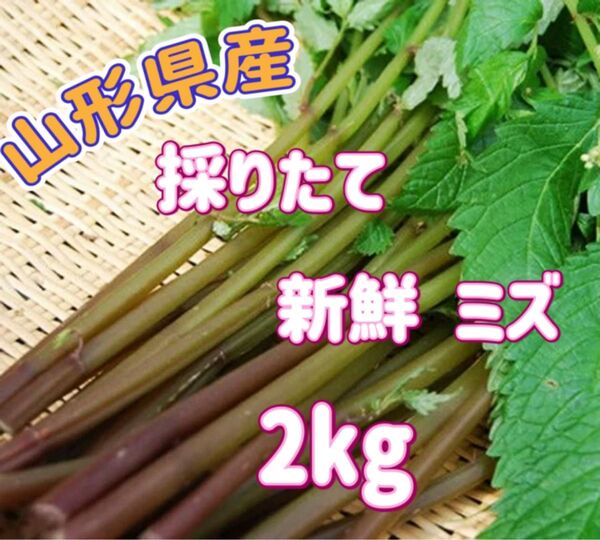 天然 採りたて ミズ 2kg 山形県産 みず