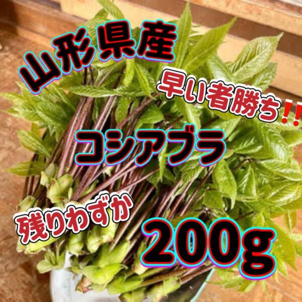 天然 コシアブラ 200g 山形県産