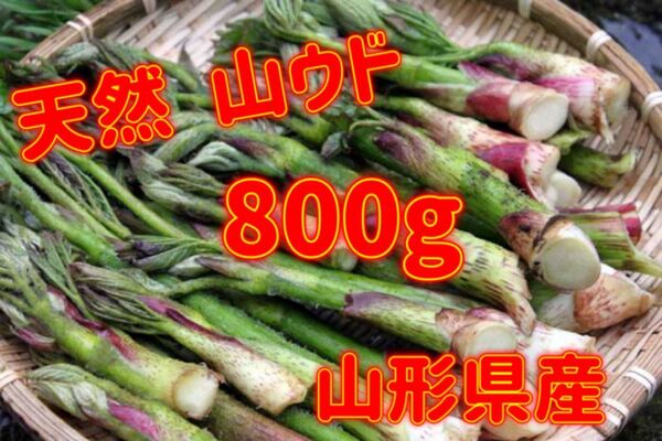 天然 山うど 800g 山形県産
