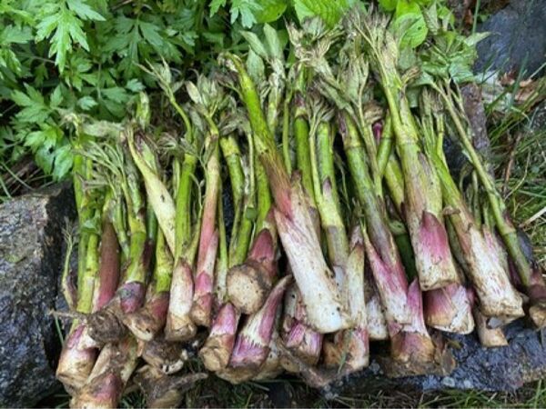 天然 山ウド 800g 山形県産