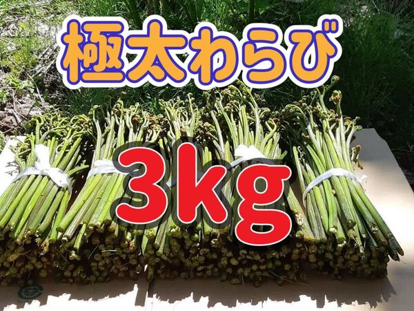 天然 極太わらび 3kg 山形県産