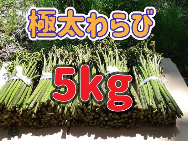 天然 極太わらび 5kg 山形県産