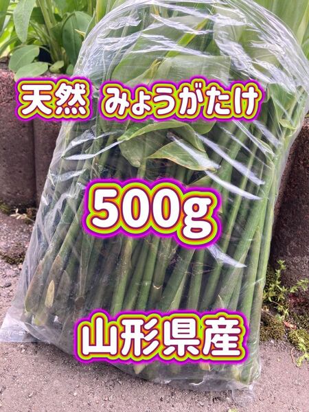 天然 みょうがたけ 500g 山形県産