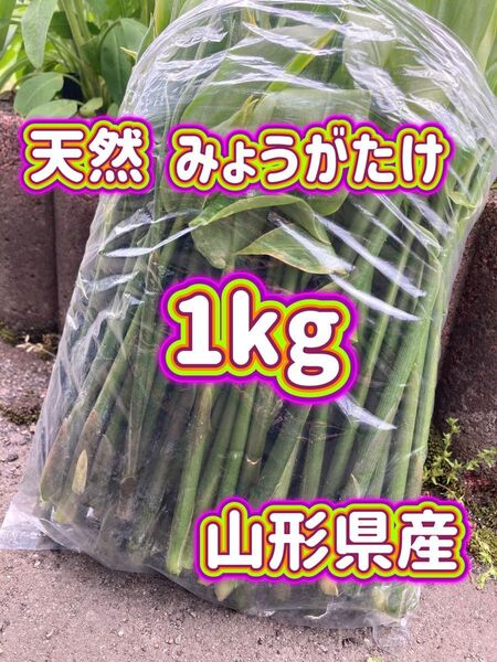 天然 みょうがたけ 1kg 山形県産