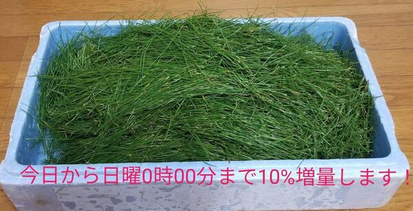 天然赤松の葉のみ450g 松葉ジュース、松葉茶、松葉サイダーなどに。★新鮮で使いやすく葉のみにしていますのですぐ使えます。