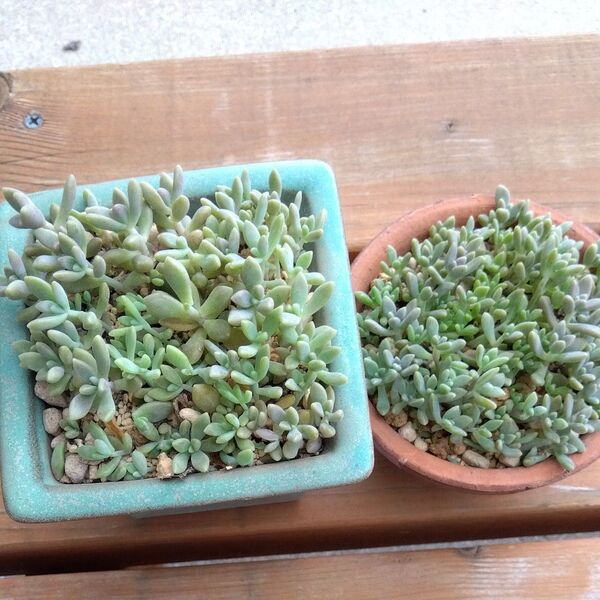 姫秋麗 多肉植物 抜き苗 つぶつぶ多肉 画像の2鉢