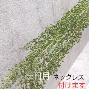 多肉植物 ①グリーンネックレス 長さあり + オマケ 三日月ネックレスつけます