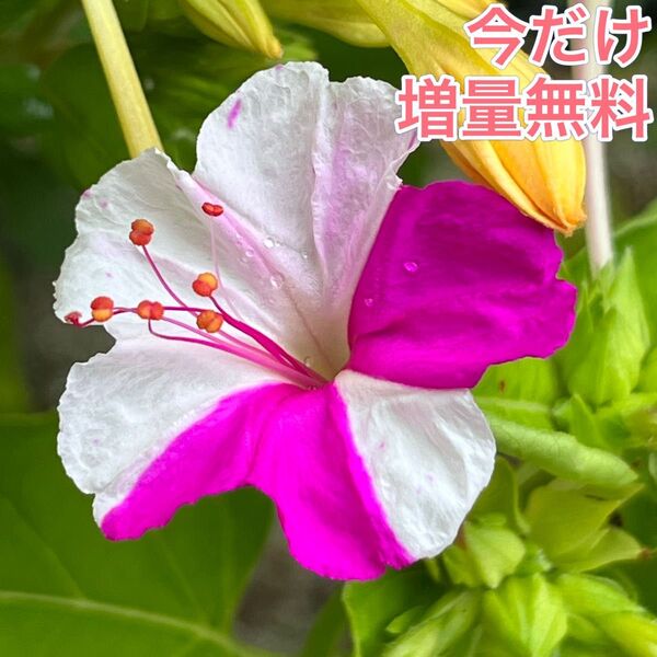 オシロイバナの種(白×ピンク) 20粒 花の種 カラフル カワイイ