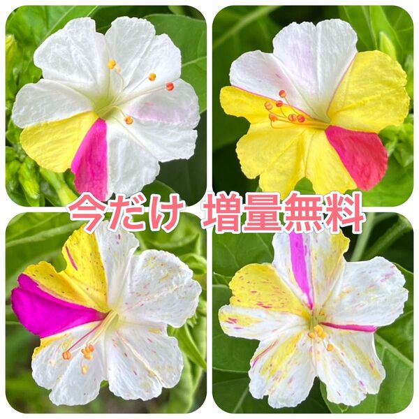 オシロイバナの種(白×黄×ピンク) 20粒 花の種 カラフル カワイイ