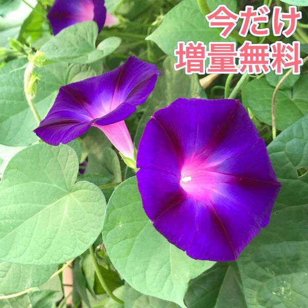 アサガオの種 30粒 あさがおの種 朝顔の種 花の種